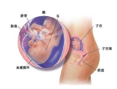 供卵试管机构联系方式,【北京供卵机构联系方式】宝宝快满月了，生那天总感