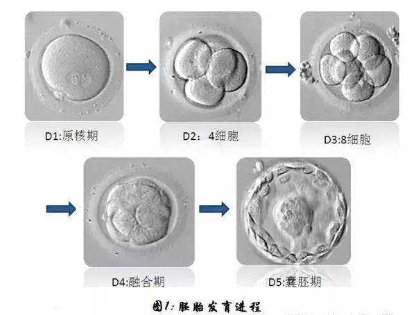 北京知名供卵试管机构，北京公立供卵试管医院有哪些？