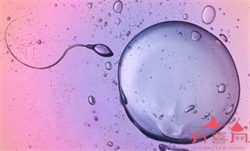 北京试管代孕供卵费用，北京的代孕价格